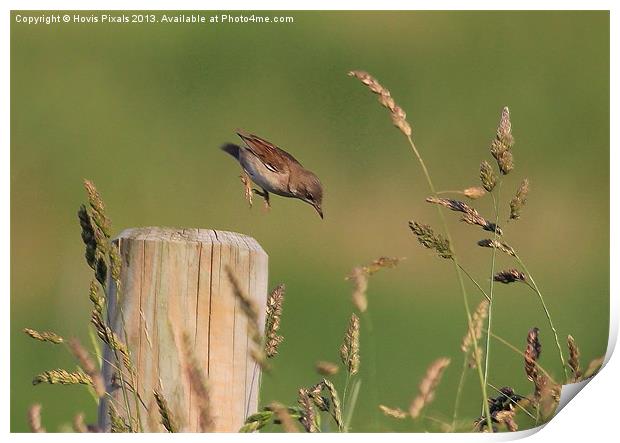 The Leaping Warbler Print by Dave Burden
