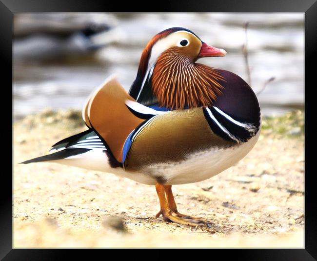 Mandarin Duck (Male) Framed Print by Alan Sutton