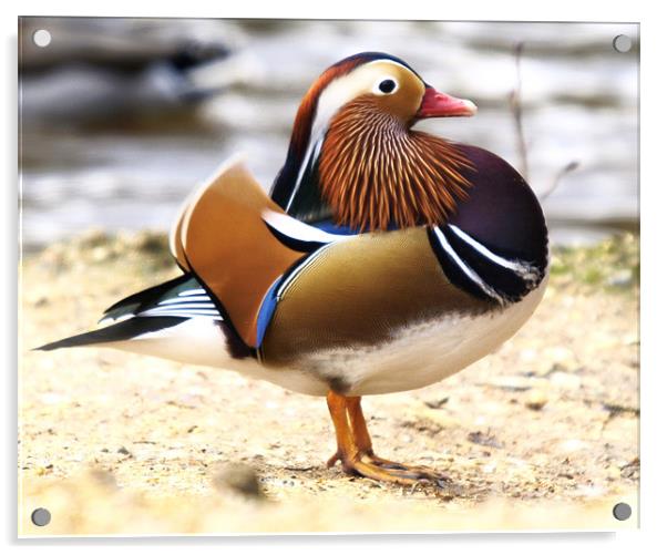 Mandarin Duck (Male) Acrylic by Alan Sutton