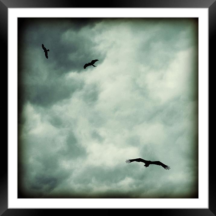 eagles and storm clouds Framed Mounted Print by Heather Newton