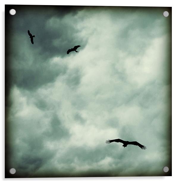 eagles and storm clouds Acrylic by Heather Newton