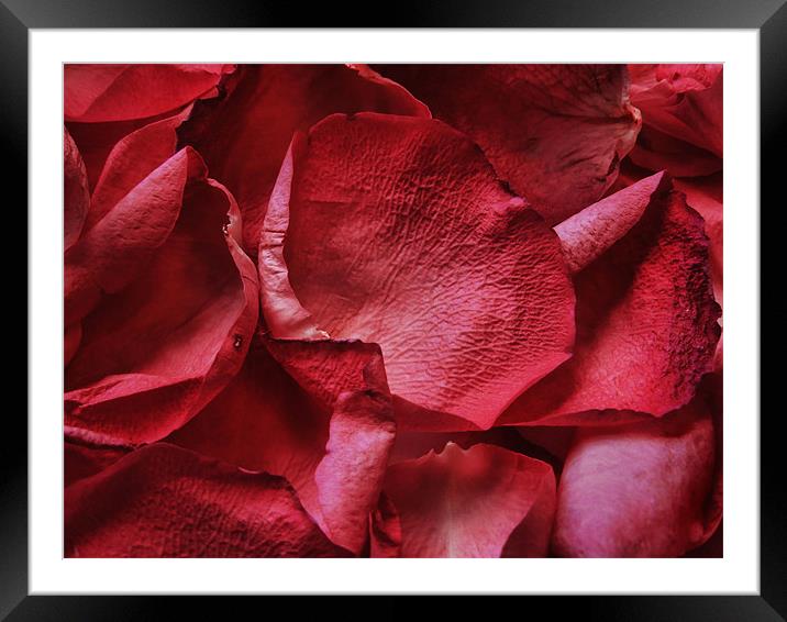 petals, petals Framed Mounted Print by Heather Newton