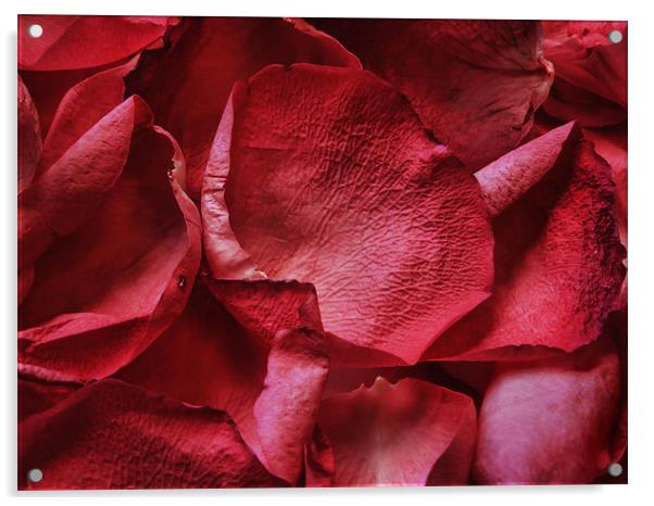 petals, petals Acrylic by Heather Newton