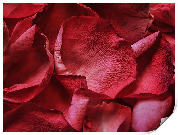petals, petals Print by Heather Newton