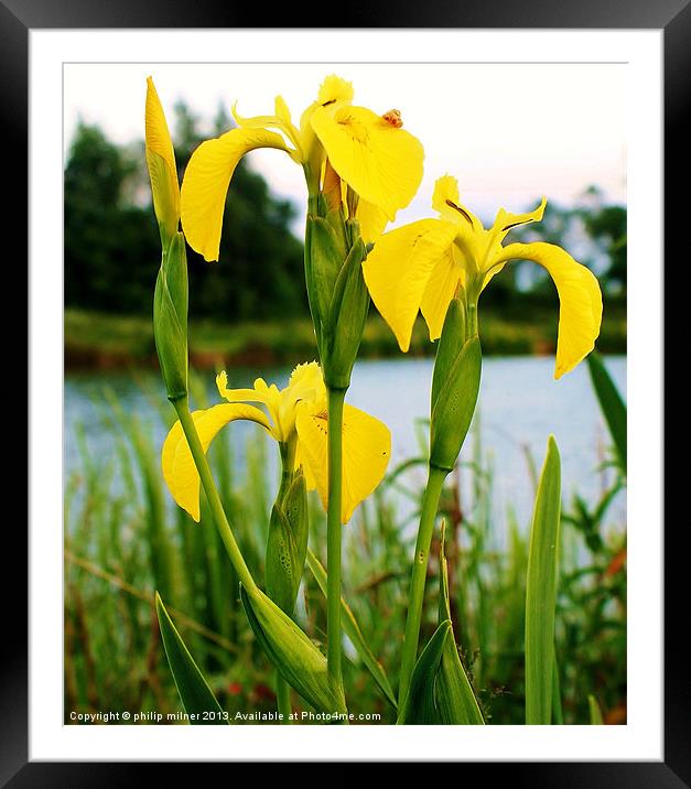 Lakeside Water Iris Framed Mounted Print by philip milner