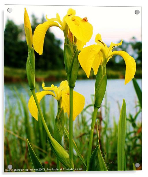 Lakeside Water Iris Acrylic by philip milner