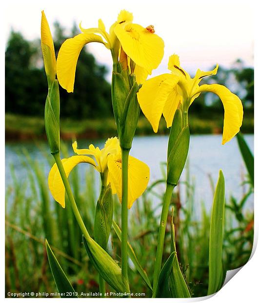 Lakeside Water Iris Print by philip milner