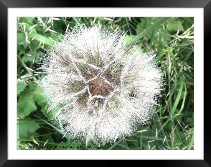 dandelion seed head Framed Mounted Print by Emma Ward