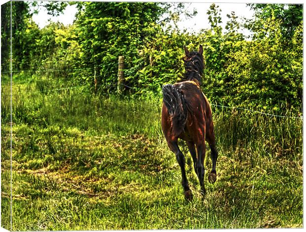 Galloping Horse Canvas Print by Matthew Laming