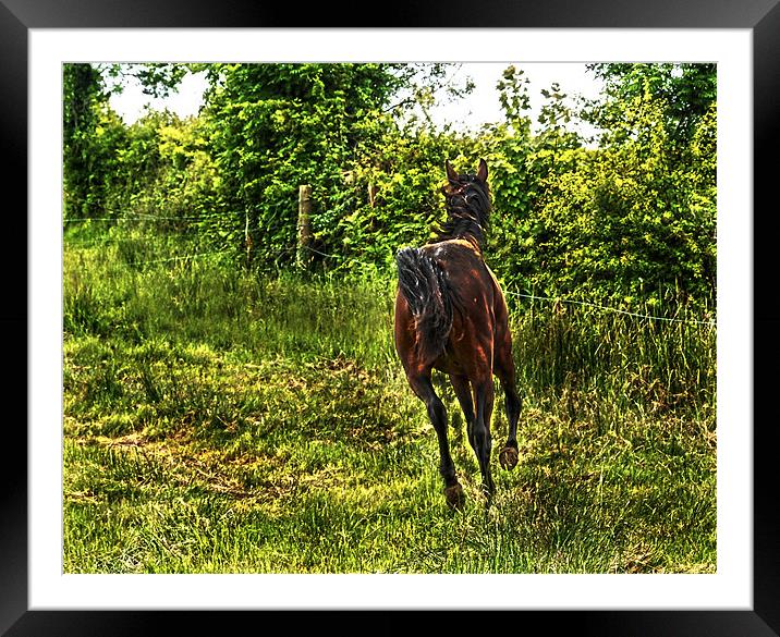 Galloping Horse Framed Mounted Print by Matthew Laming