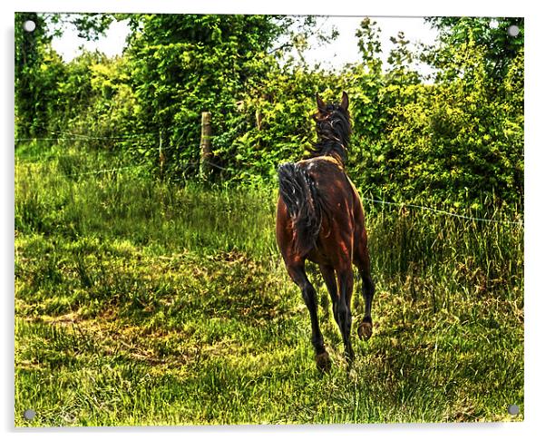 Galloping Horse Acrylic by Matthew Laming