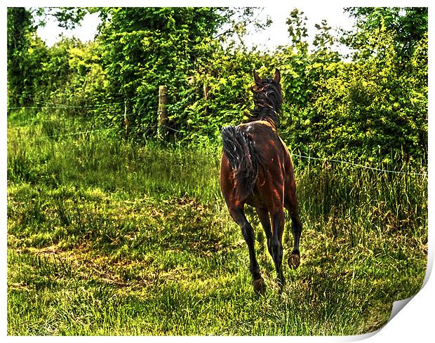 Galloping Horse Print by Matthew Laming