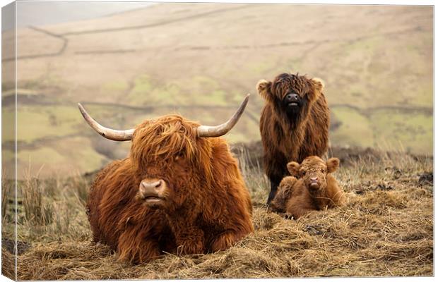 Red Highland Cattle Canvas Print by Steve Jackson