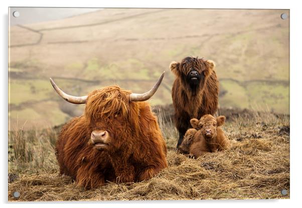 Red Highland Cattle Acrylic by Steve Jackson