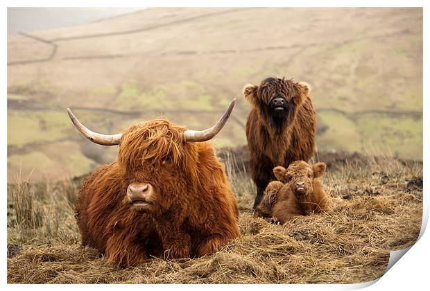 Red Highland Cattle Print by Steve Jackson