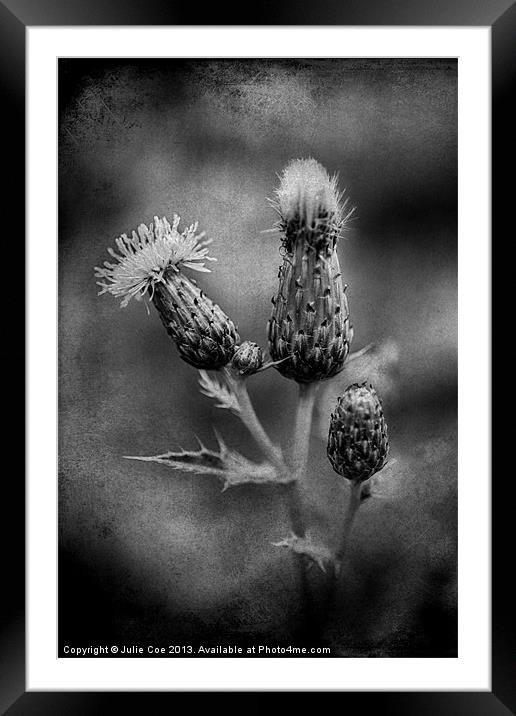 Thistle BW Framed Mounted Print by Julie Coe