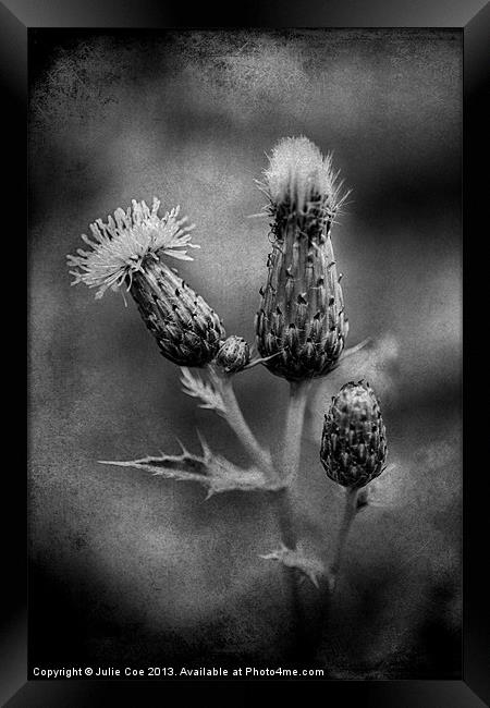 Thistle BW Framed Print by Julie Coe