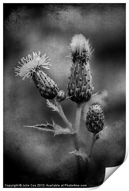 Thistle BW Print by Julie Coe