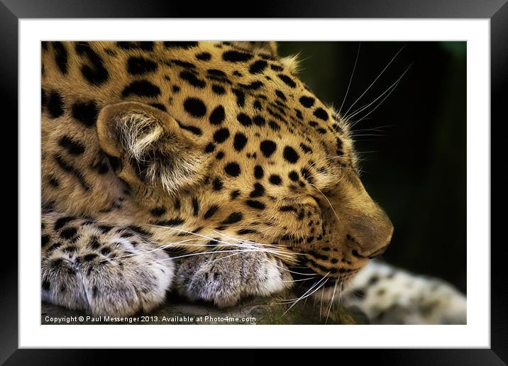 Sleeping Amur leopard Framed Mounted Print by Paul Messenger