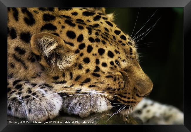Sleeping Amur leopard Framed Print by Paul Messenger