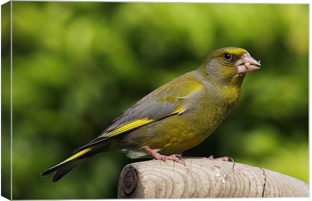 Greenfinch Canvas Print by RSRD Images 