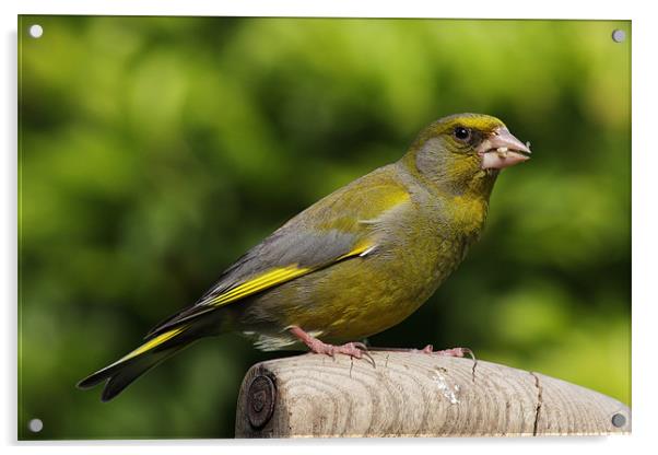 Greenfinch Acrylic by RSRD Images 