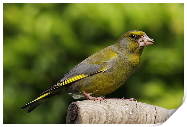 Greenfinch Print by RSRD Images 