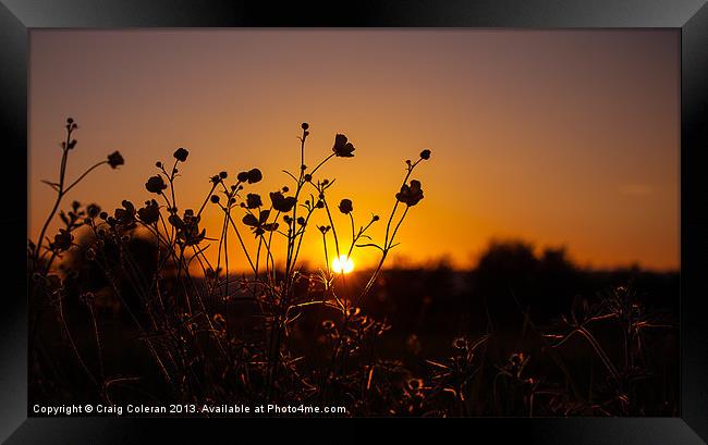 Buttercup sunset Framed Print by Craig Coleran