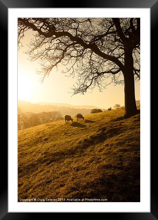 Sunrise grazing Framed Mounted Print by Craig Coleran