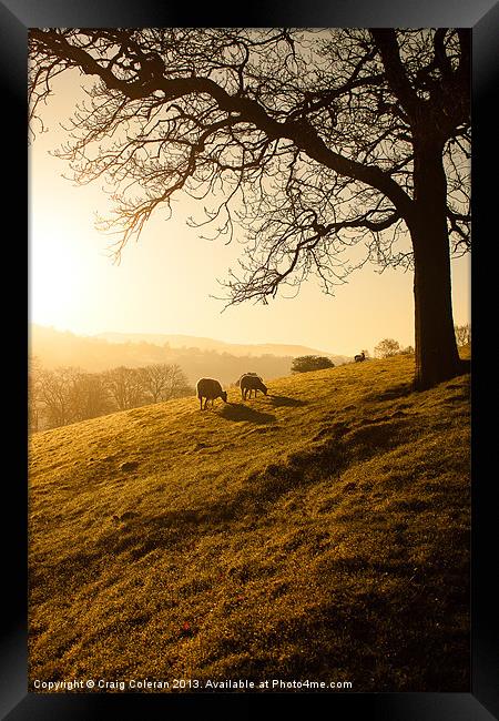 Sunrise grazing Framed Print by Craig Coleran