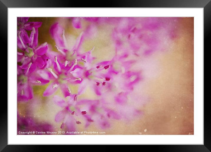 Arty Allium Framed Mounted Print by Corrine Weaver