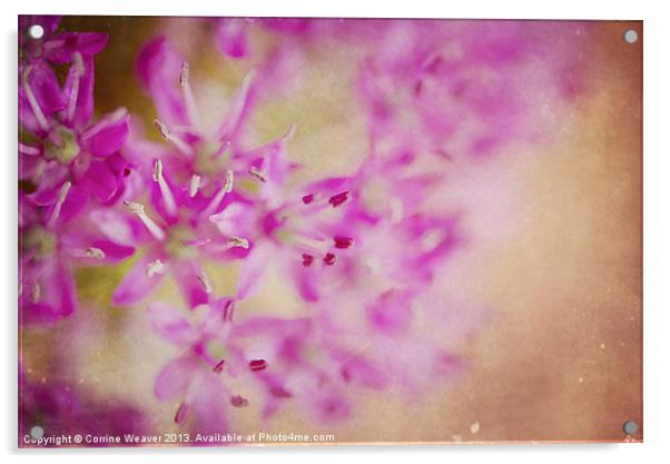 Arty Allium Acrylic by Corrine Weaver