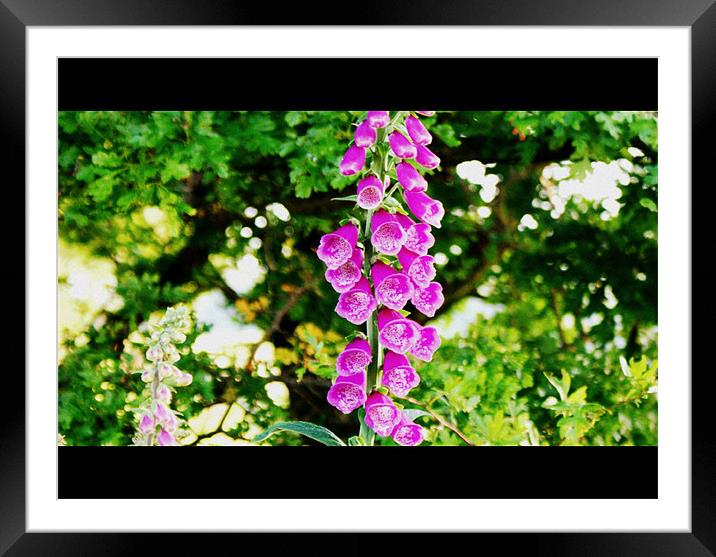 foxglove Framed Mounted Print by Gail Surplice