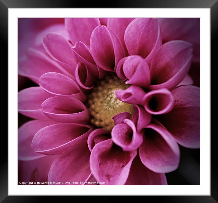 floral collection 1 Framed Mounted Print by stewart oakes