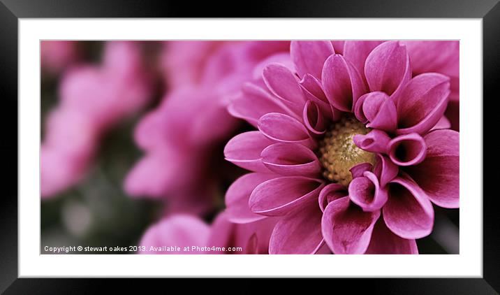 floral collection 2 Framed Mounted Print by stewart oakes