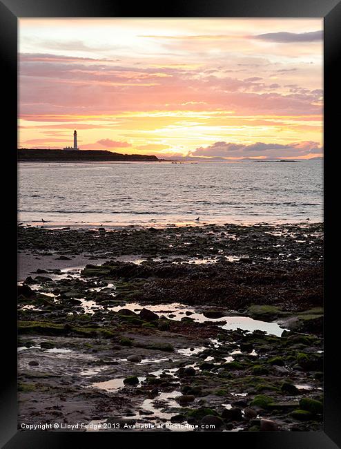 Lossiemouths lighthouse at sunset Framed Print by Lloyd Fudge