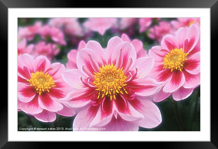 floral collection 3 Framed Mounted Print by stewart oakes