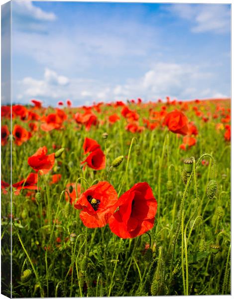 Red Poppies Canvas Print by Mark Llewellyn