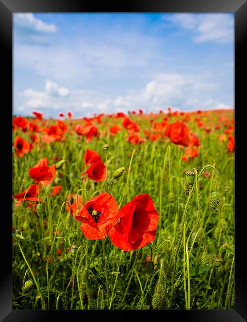 Red Poppies Framed Print by Mark Llewellyn