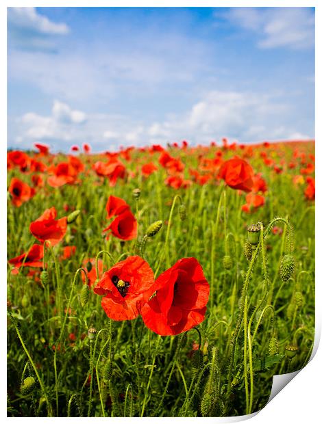 Red Poppies Print by Mark Llewellyn
