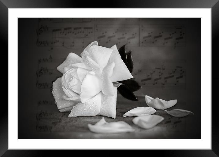 White Rose Framed Mounted Print by Mark Llewellyn