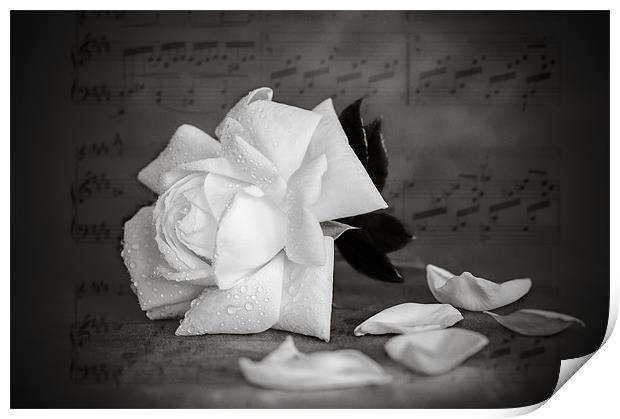 White Rose Print by Mark Llewellyn