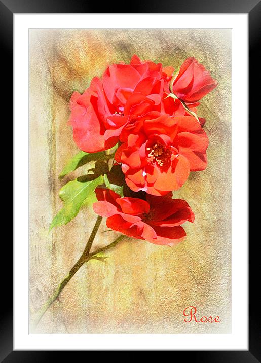 Rose Framed Mounted Print by Fine art by Rina