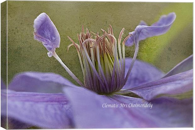 Lilac Clematis Canvas Print by Jacqi Elmslie