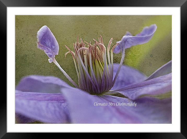 Lilac Clematis Framed Mounted Print by Jacqi Elmslie