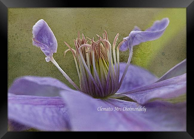 Lilac Clematis Framed Print by Jacqi Elmslie