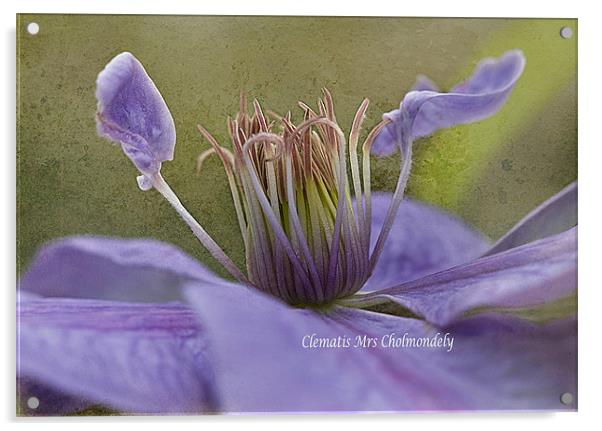 Lilac Clematis Acrylic by Jacqi Elmslie