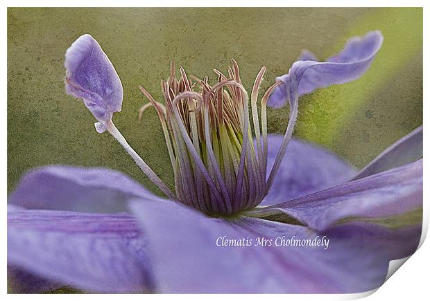 Lilac Clematis Print by Jacqi Elmslie