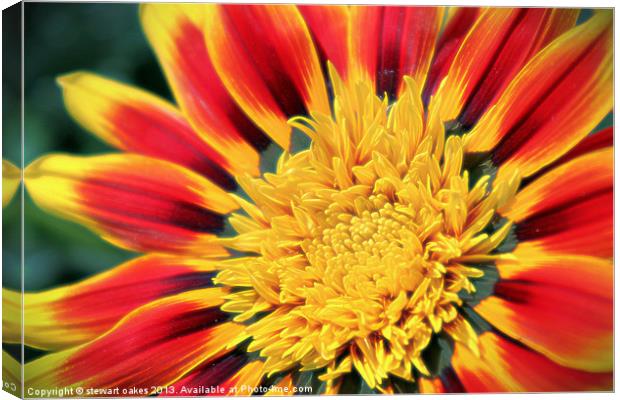 floral collection 4 Canvas Print by stewart oakes