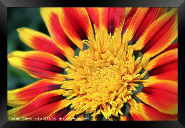 floral collection 4 Framed Print by stewart oakes